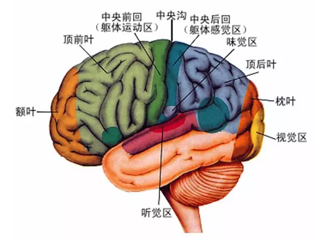 經(jīng)顱磁刺激治療你知道多少？